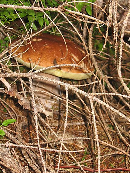 hríb smrekový Boletus edulis Bull.