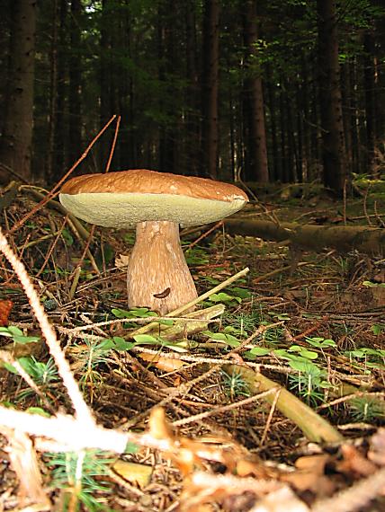 hríb smrekový Boletus edulis Bull.