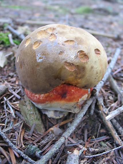 hríb zrnitohlúbikový Sutorius luridiformis (Rostk.) G. Wu & Zhu L. Yang