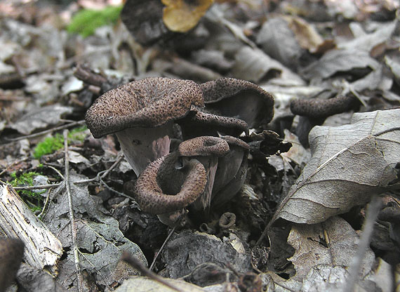 lievik trúbkovitý Craterellus cornucopioides (L.) Pers.