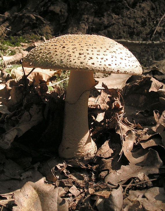 muchotrávka červenkastá Amanita rubescens Pers.