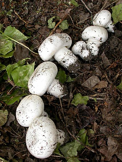 pečiarka obyčajná Agaricus bitorquis (Quél.) Sacc.