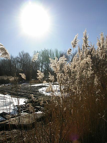 šachorina