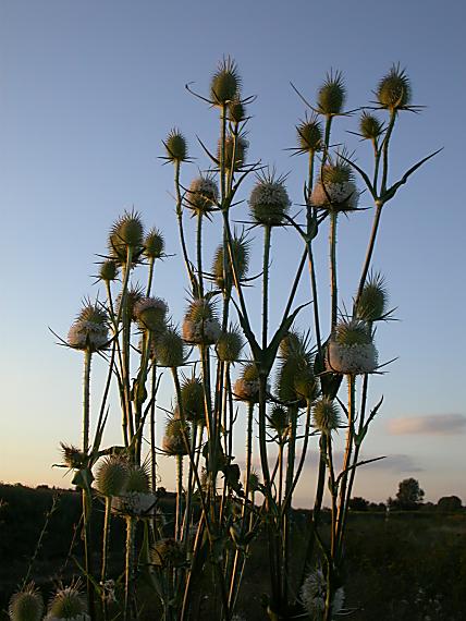 štetka lesná Dipsacus fullonum