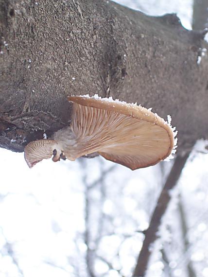 hliva ustricovitá Pleurotus ostreatus (Jacq.) P. Kumm.