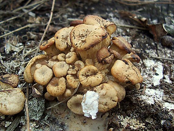 hliva ustricovitá Pleurotus ostreatus (Jacq.) P. Kumm.