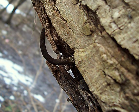 drevnatec štíhly Xylaria longipes Nitschke