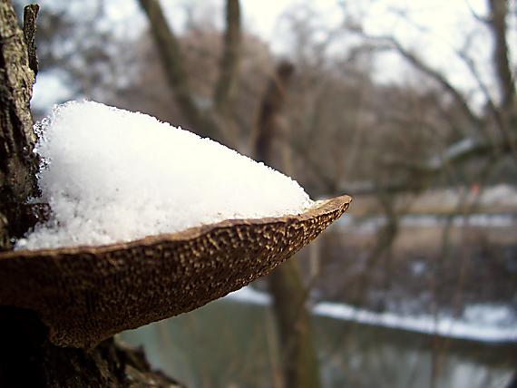 sieťkovček červenkastý Daedaleopsis confragosa (Bolton) J. Schröt.