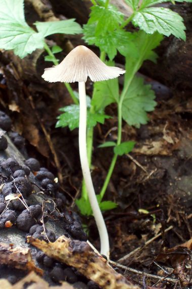 hnojník blanitý Coprinellus xanthothrix (Romagn.) Vilgalys, Hopple & Jacq. Johnson