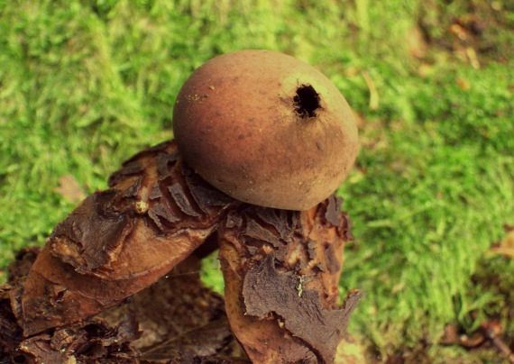 hviezdovka klenbová Geastrum fornicatum (Huds.) Hook.