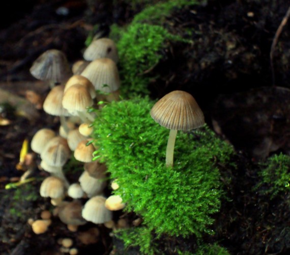 hnojník rozsiaty Coprinellus disseminatus (Pers.) J.E. Lange