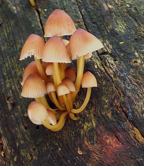 prilbička žltohlúbiková Mycena renati Quél.