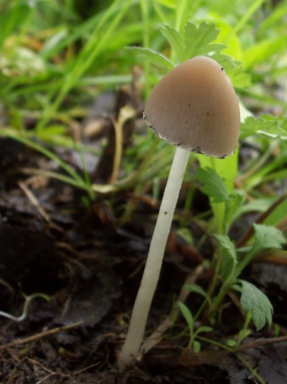 drobuľka Psathyrella sp.