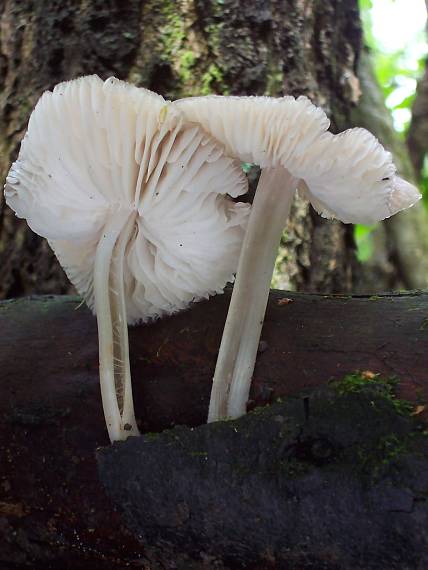 prilbička ružovolupeňová? Mycena galericulata?