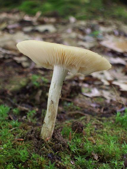 hodvábnica jarná ??? Entoloma clypeatum ???