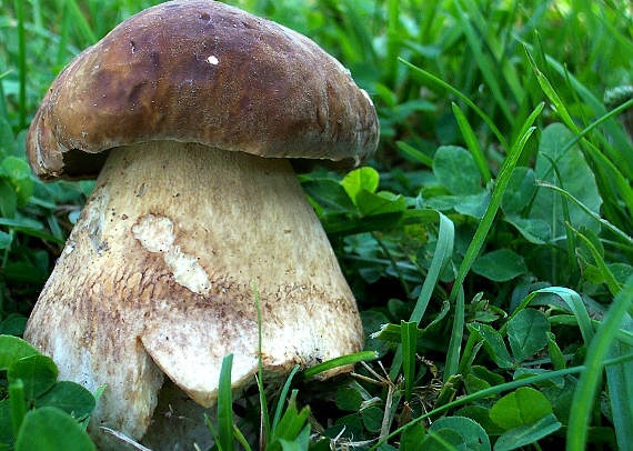 hríb Dubový Boletus Reticulatus Schaeff.