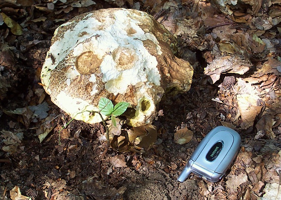 hríb dubový Boletus reticulatus Schaeff.