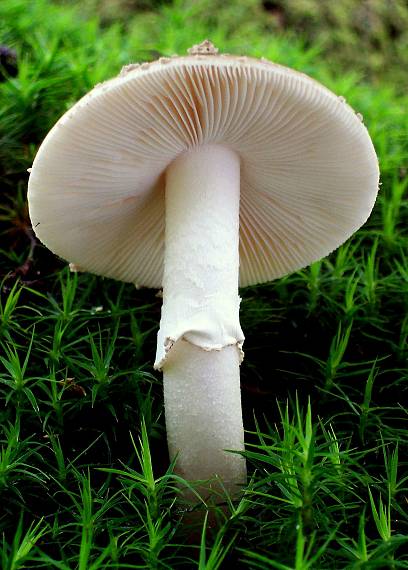 muchotrávka červenkastá Amanita rubescens Pers.