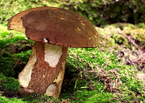 hríb Dubový Boletus Reticulatus Schaeff.