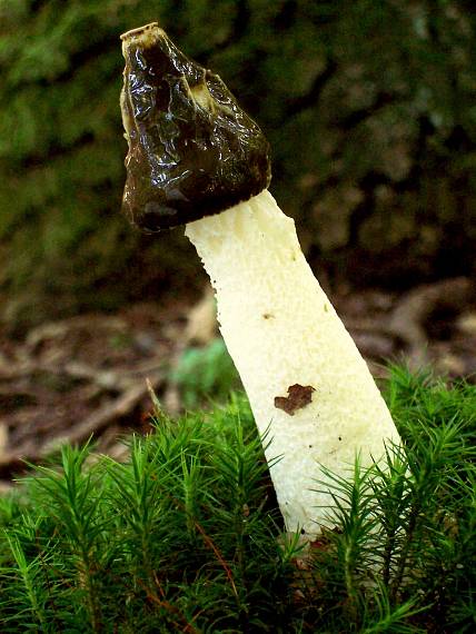 hadovka smradľavá Phallus impudicus L.