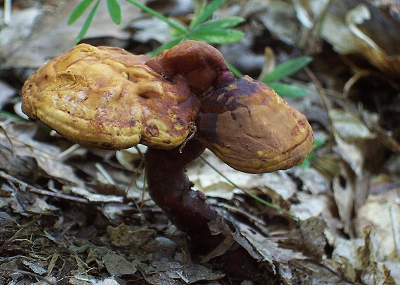 lesklokôrovka obyčajná Ganoderma lucidum (Curtis) P. Karst.