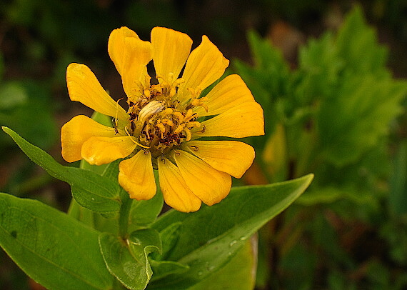 kvietok Zinnia elegans Jacq.