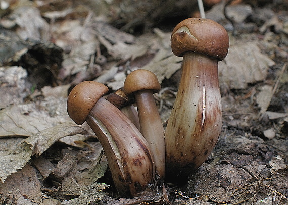 peniazovka vretenovitohlúbiková Gymnopus fusipes (Bull.) Gray