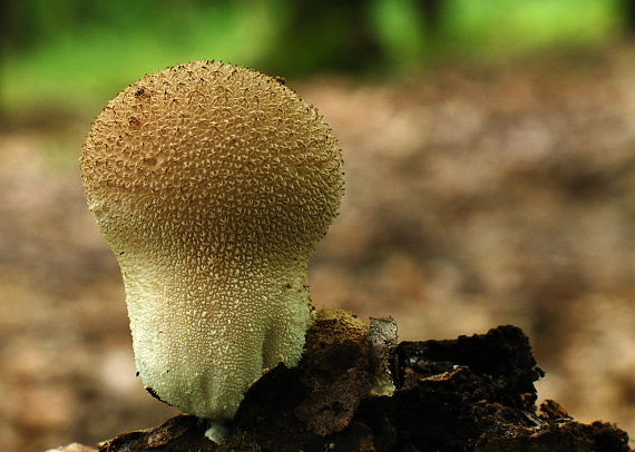 prášnica huňatá Lycoperdon umbrinum Hornem.