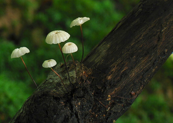 tanečnica golieriková Marasmius rotula (Scop.) Fr.