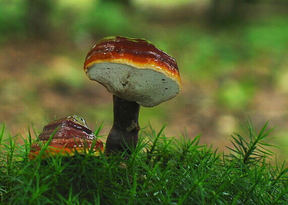 lesklokôrovka obyčajná Ganoderma lucidum (Curtis) P. Karst.