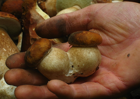 hríb Dubový Boletus Reticulatus Schaeff.