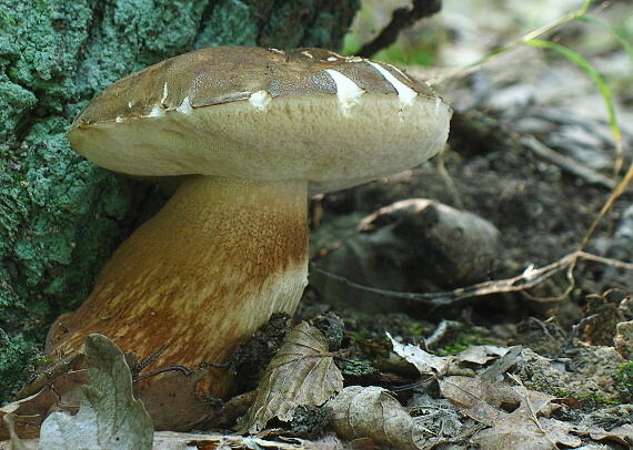 hríb bronzový Boletus aereus Bull. ex Fr.