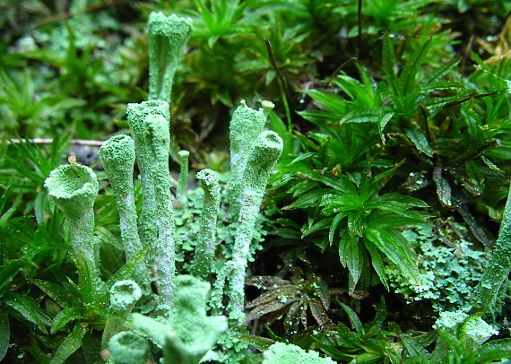 dutohlávka Cladonia fimbriata