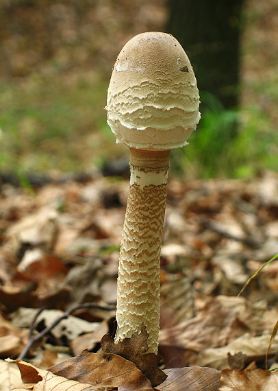 bedľa vysoká Macrolepiota procera (Scop.) Singer