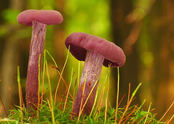 lakovka ametystová Laccaria amethystina (Huds.) Cooke