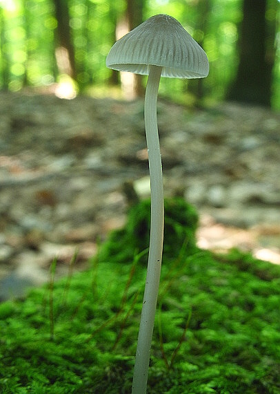 prilbička Mycena sp.