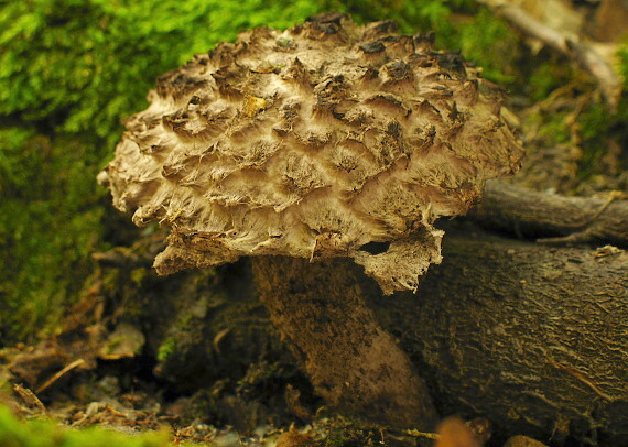 šiškovec šupinatý Strobilomyces strobilaceus (Scop.) Berk.