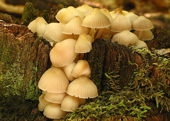 prilbička Mycena sp.