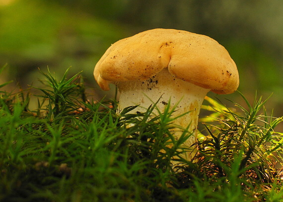 jelenka poprehýbaná Hydnum repandum L.