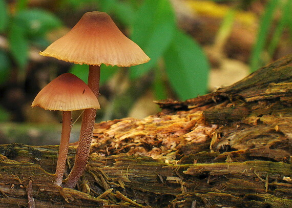 prilbička krvavomliečna Mycena haematopus (Pers.) P. Kumm.