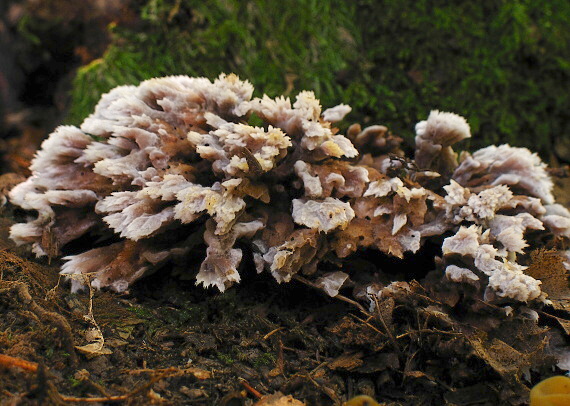 plesňovka belavohnedá Thelephora penicillata (Pers.) Fr.