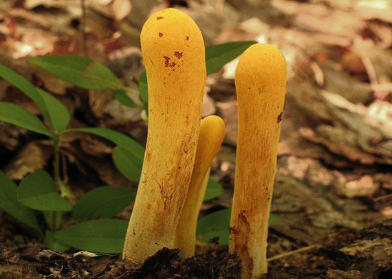 kyjak citrónovožltý Clavariadelphus flavoimmaturus R.H. Petersen