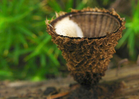 čiaškovec pásikavý Cyathus striatus (Huds.) Willd.