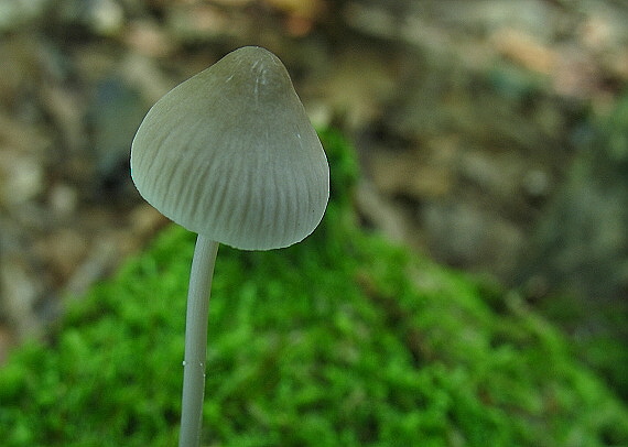 prilbička Mycena sp.