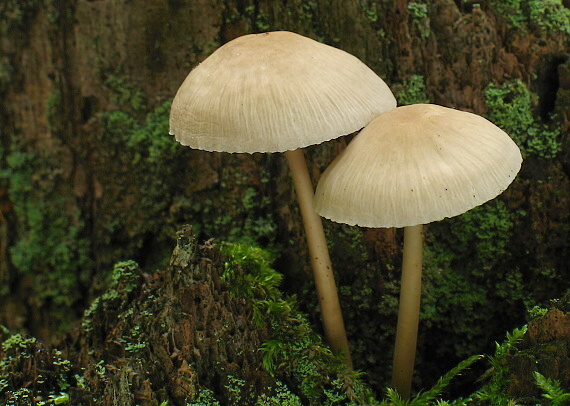 prilbička ružovolupeňová Mycena galericulata (Scop.) Gray