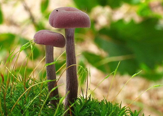 lakovka ametystová Laccaria amethystina (Huds.) Cooke