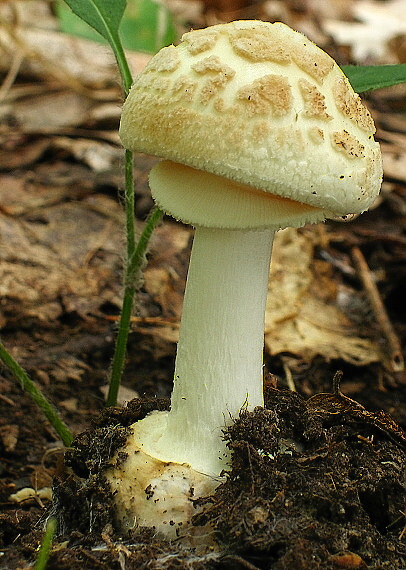 muchotrávka citrónovožltá Amanita citrina Pers.