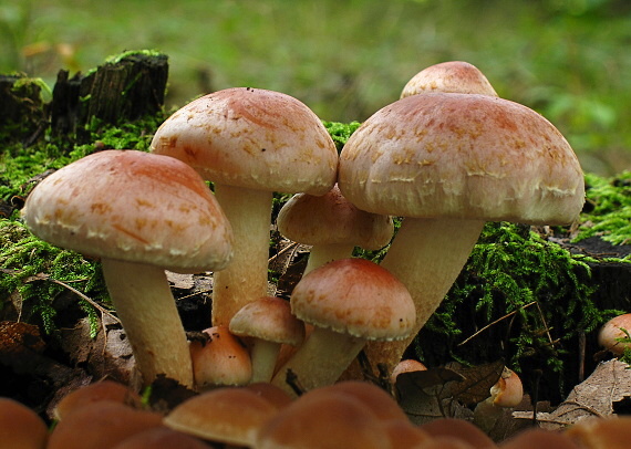 strapcovka tehlovočervená Hypholoma lateritium (Schaeff.) P. Kumm.