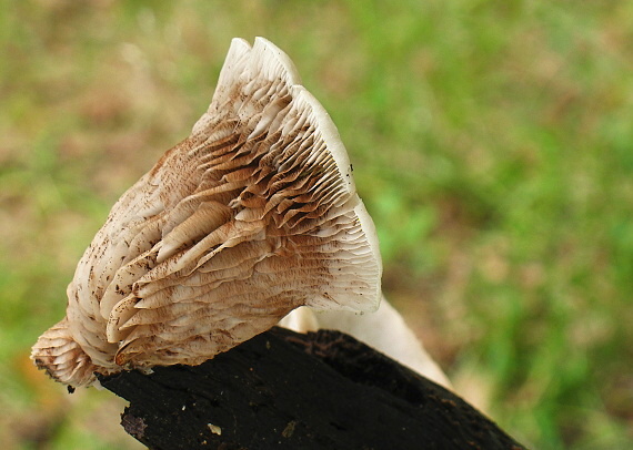 pahliva Crepidotus sp.