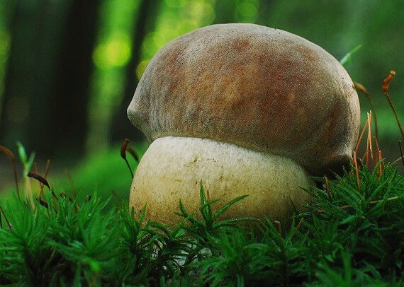 hríb dubový Boletus reticulatus Schaeff.